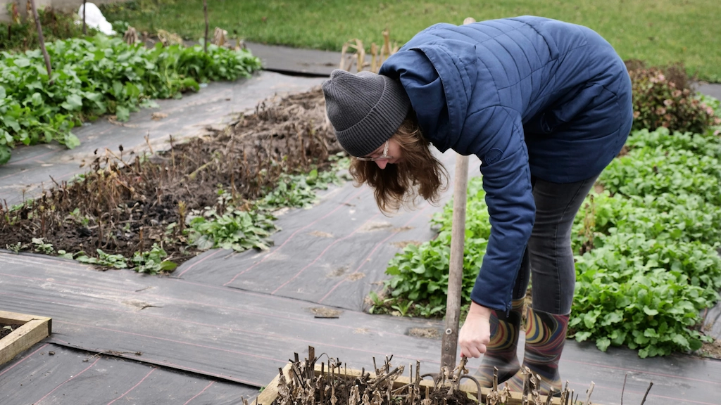 A person wearing a blue jacket, gray knit hat, and colorful rain boots bends over while working in a garden bed. Rows of plants and garden paths surround them.