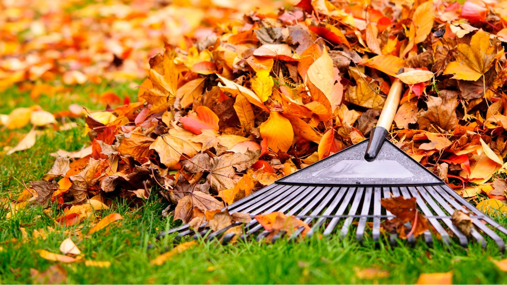 a rake laying on top of a pile of colorful orange, red, and yellow fall leaves